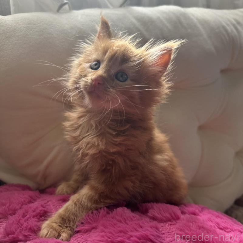 販売中の愛知県のメインクーン-136351の2枚目