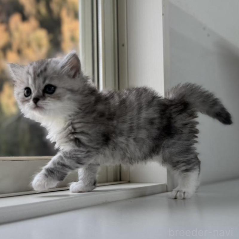 販売中の群馬県のミヌエット-136352の9枚目