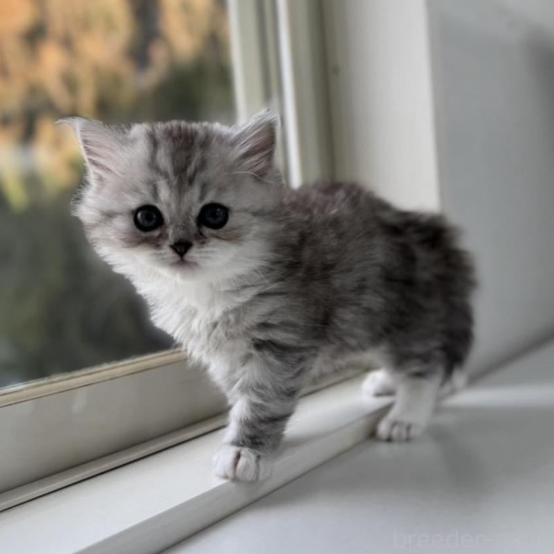 販売中の群馬県のミヌエット-136352の7枚目