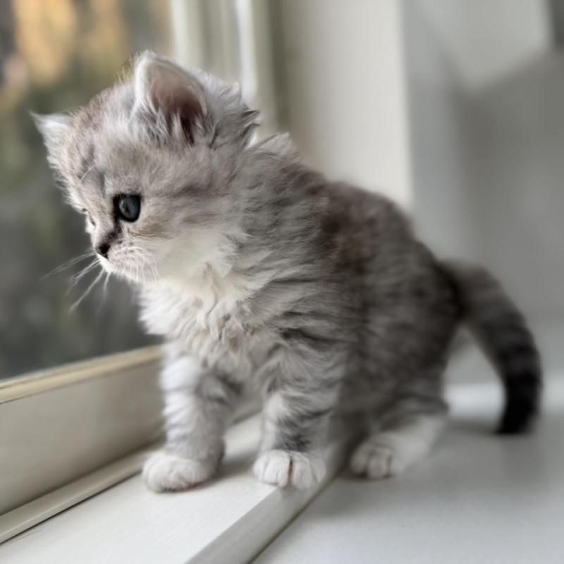 販売中の群馬県のミヌエット-136352の6枚目