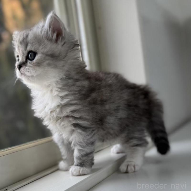 販売中の群馬県のミヌエット-136352の5枚目