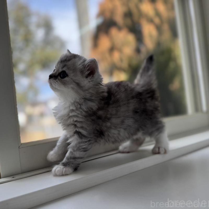 販売中の群馬県のミヌエット-136352の4枚目