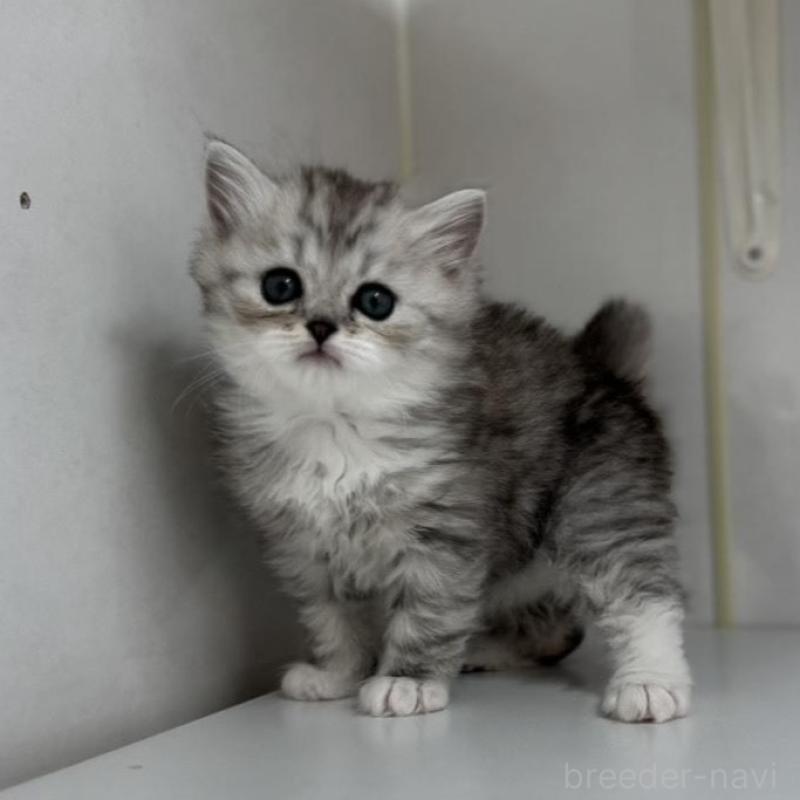 販売中の群馬県のミヌエット-136352の1枚目