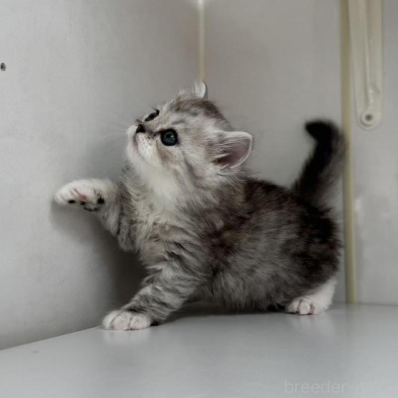 販売中の群馬県のミヌエット-136352の3枚目