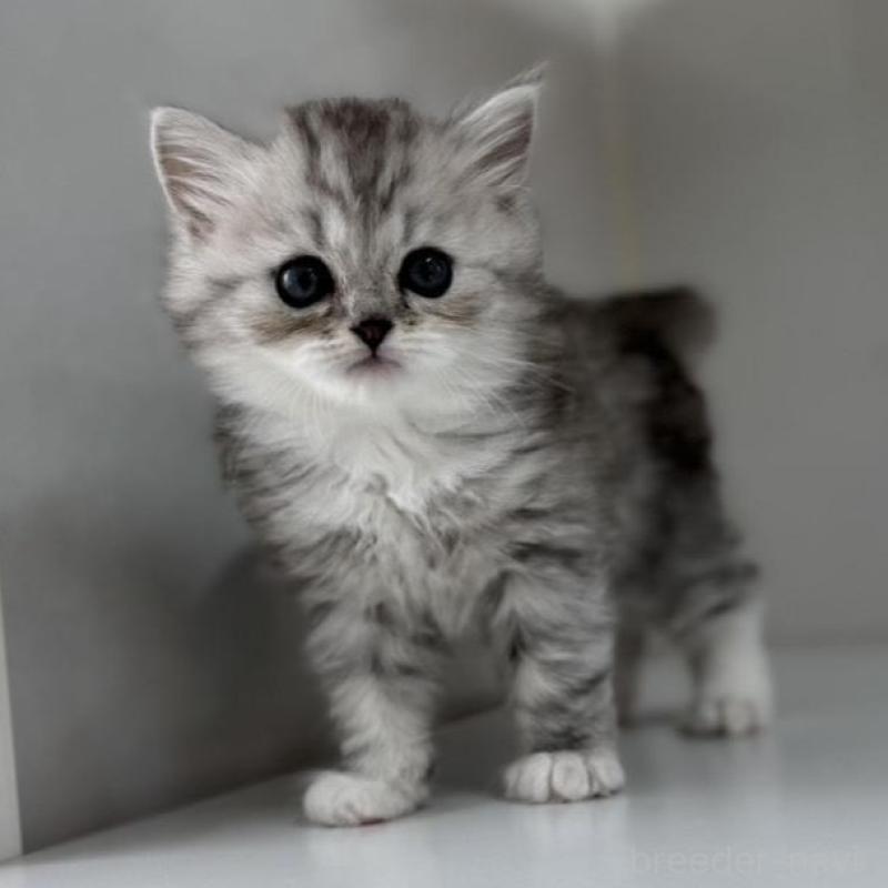 販売中の群馬県のミヌエット-136352の2枚目