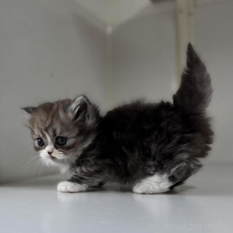 販売中の群馬県のミヌエット(短足)-136353の10枚目