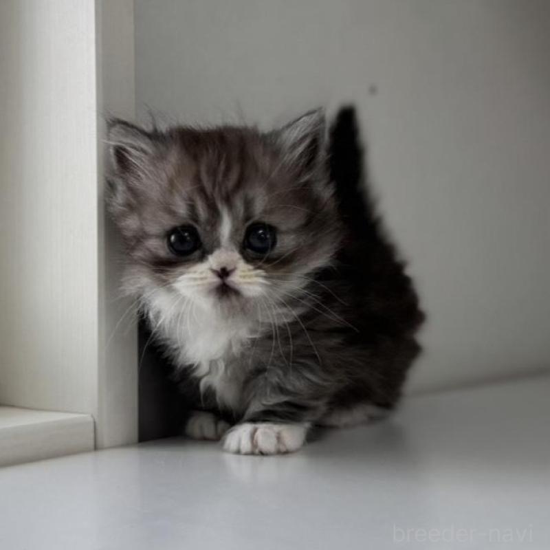 販売中の群馬県のミヌエット(短足)-136353