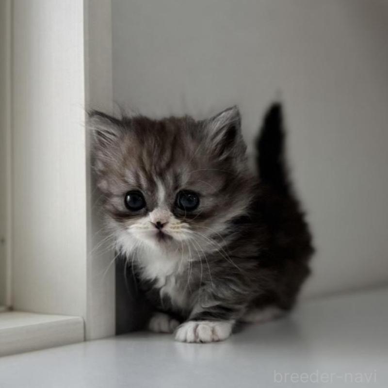 販売中の群馬県のミヌエット(短足)-136353の9枚目