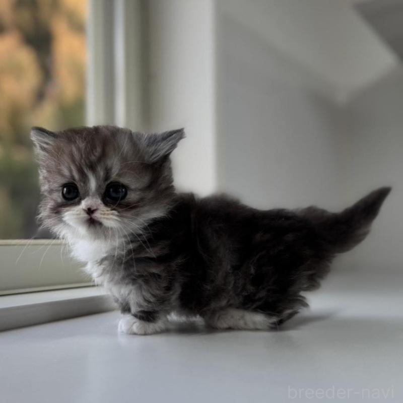 販売中の群馬県のミヌエット(短足)-136353の8枚目