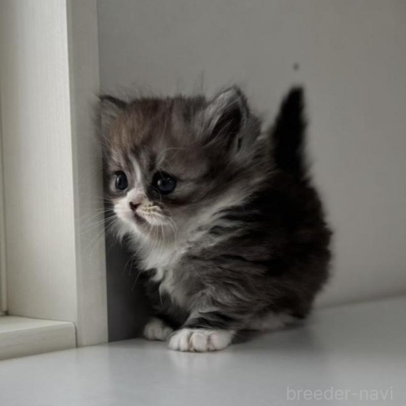 販売中の群馬県のミヌエット(短足)-136353の7枚目