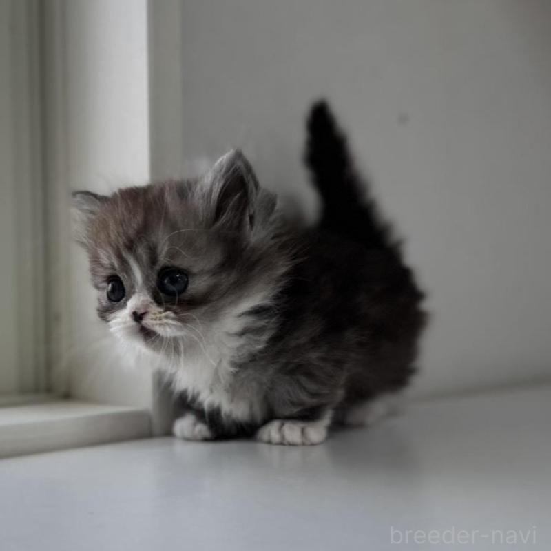 販売中の群馬県のミヌエット(短足)-136353の6枚目