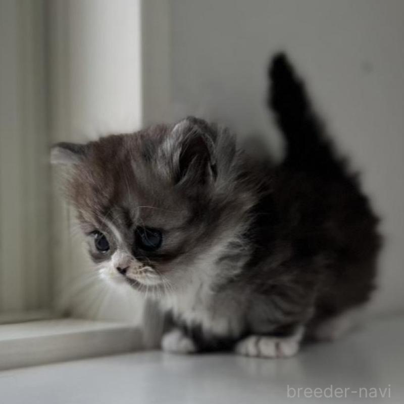 販売中の群馬県のミヌエット(短足)-136353の5枚目