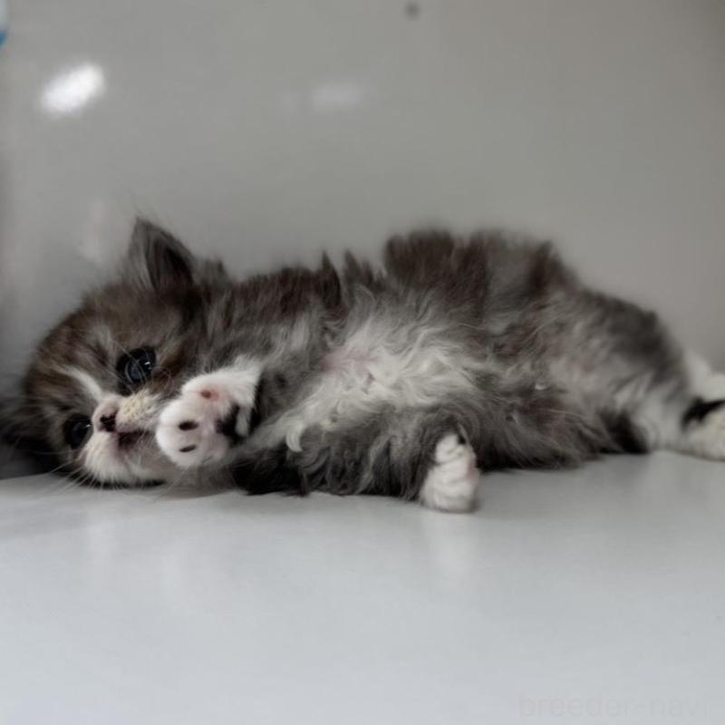 販売中の群馬県のミヌエット(短足)-136353の4枚目