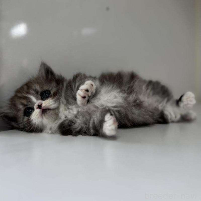 販売中の群馬県のミヌエット(短足)-136353の3枚目