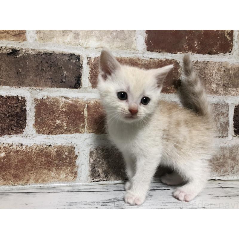 販売中の千葉県のスコティッシュストレート-136354の10枚目