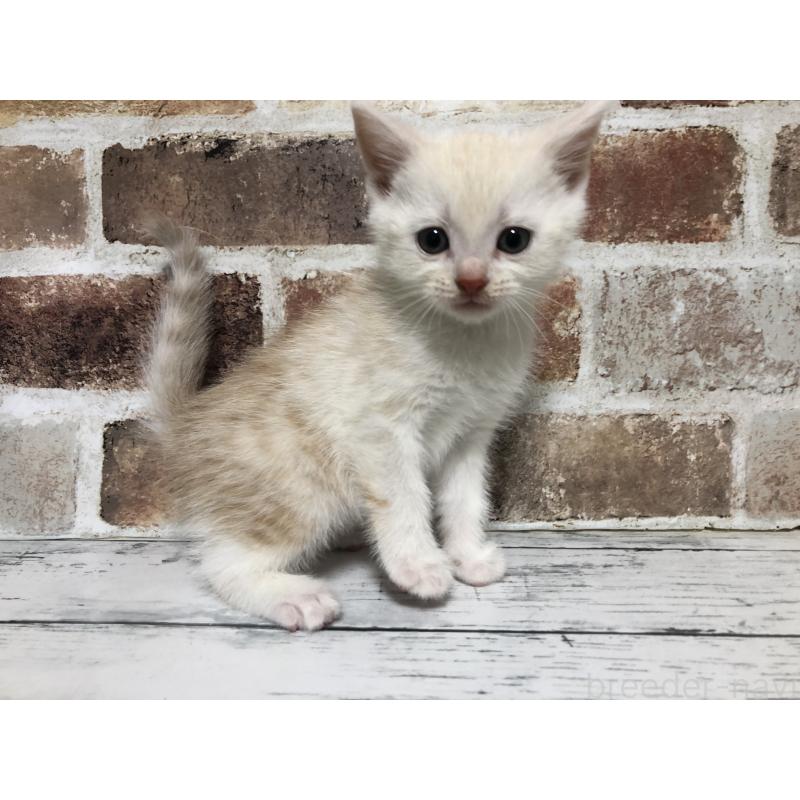 販売中の千葉県のスコティッシュストレート-136354の9枚目