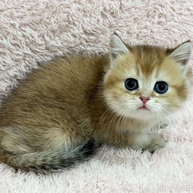 販売中の三重県のブリティッシュショートヘア-136355の6枚目