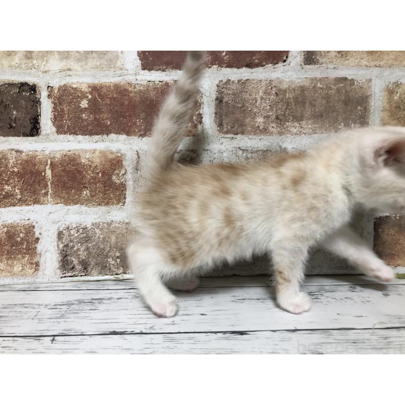 販売中の千葉県のスコティッシュストレート-136354の8枚目