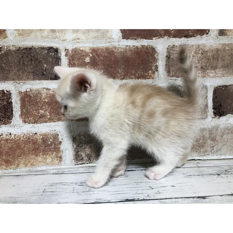 販売中の千葉県のスコティッシュストレート-136354の7枚目