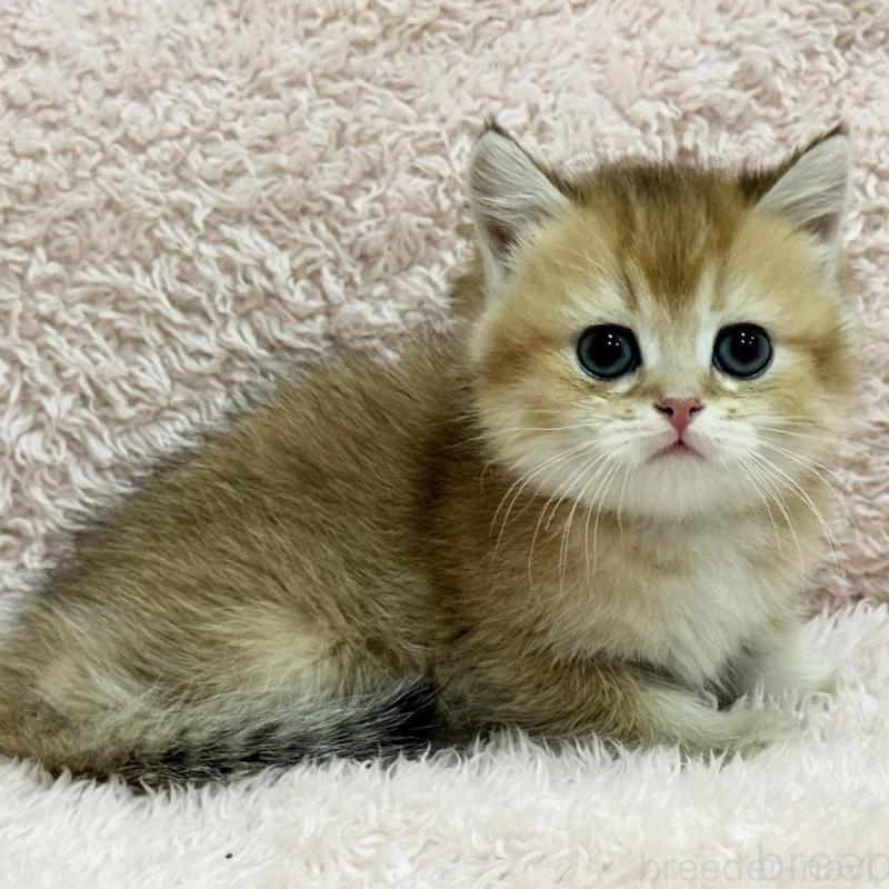 販売中の三重県のブリティッシュショートヘア-136355の5枚目