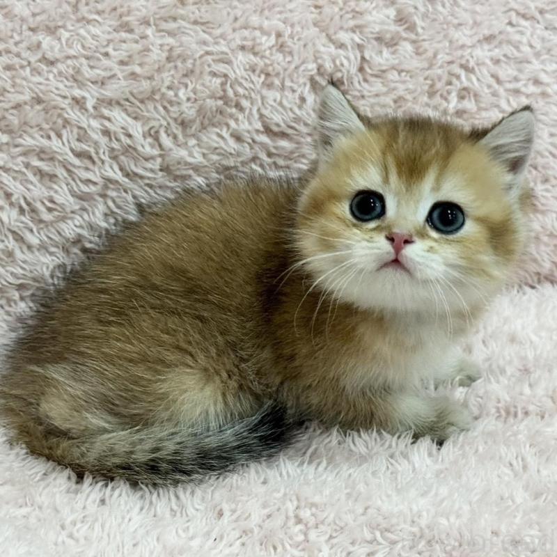 販売中の三重県のブリティッシュショートヘア-136355の4枚目