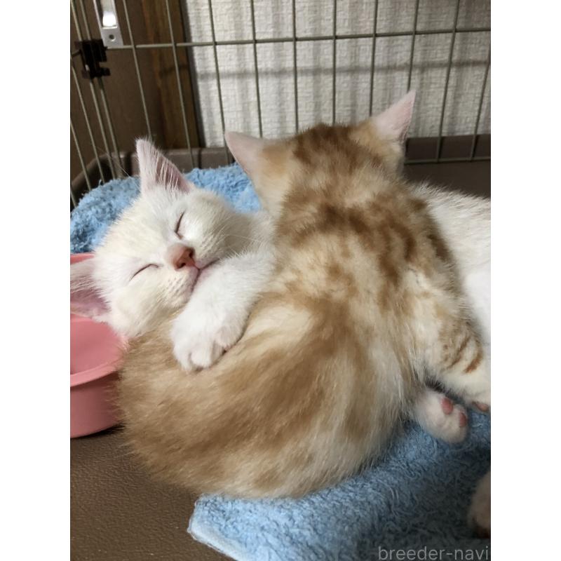 販売中の千葉県のスコティッシュストレート-136354の5枚目