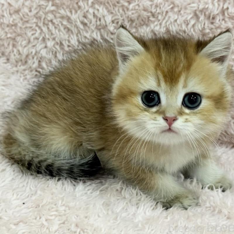 販売中の三重県のブリティッシュショートヘア-136355の3枚目