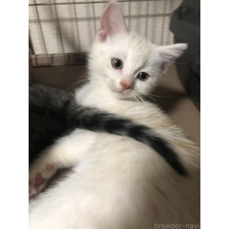 販売中の千葉県のスコティッシュストレート-136354の4枚目