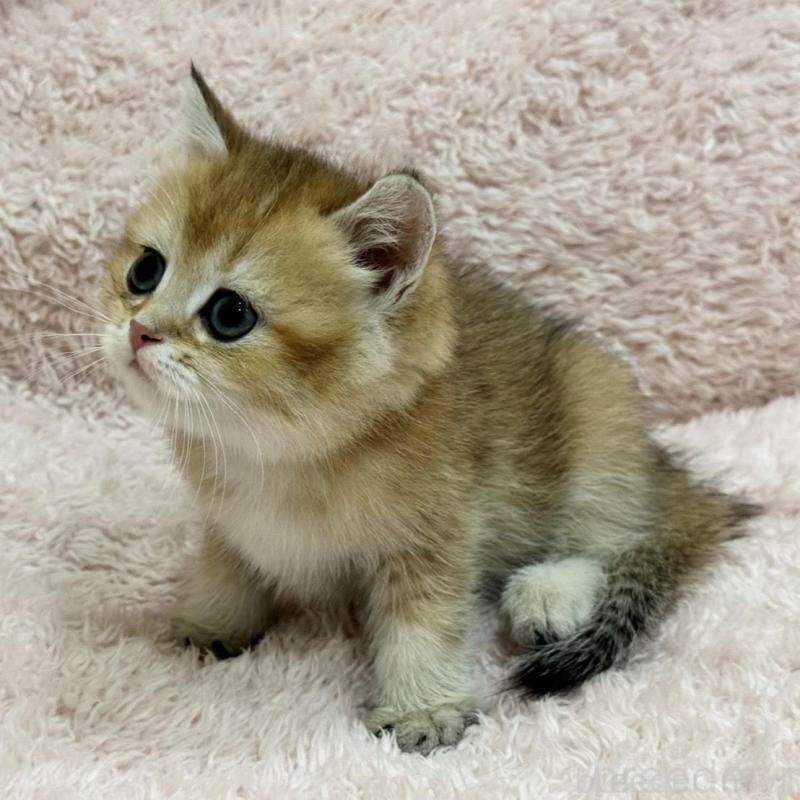 販売中の三重県のブリティッシュショートヘア-136355の2枚目