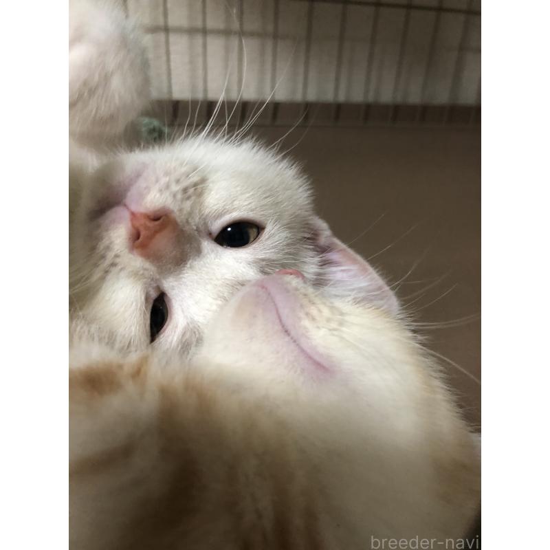 販売中の千葉県のスコティッシュストレート-136354の2枚目