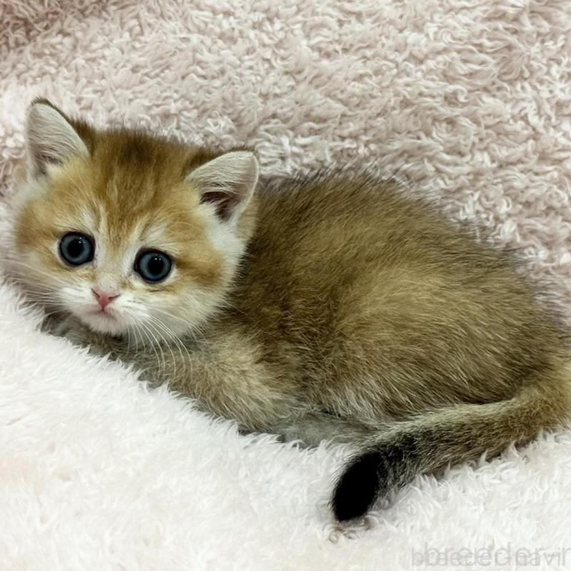 販売中の三重県のブリティッシュショートヘア-136357の7枚目