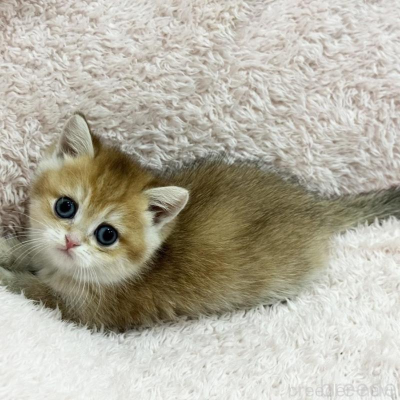 販売中の三重県のブリティッシュショートヘア-136357の6枚目