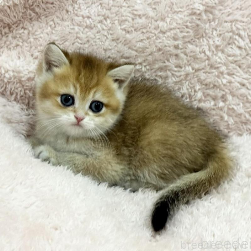 販売中の三重県のブリティッシュショートヘア-136357の5枚目