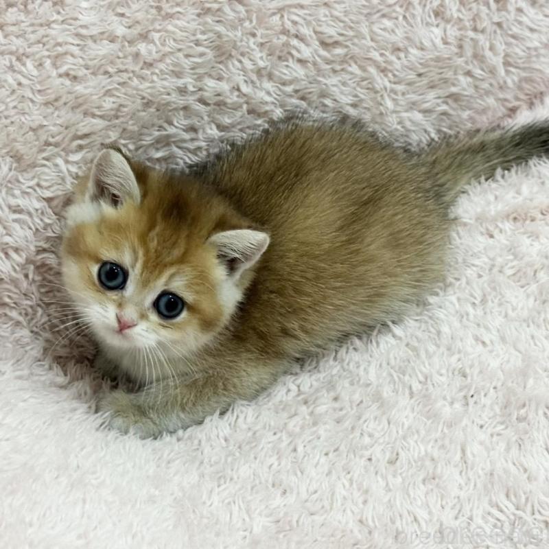 販売中の三重県のブリティッシュショートヘア-136357の4枚目