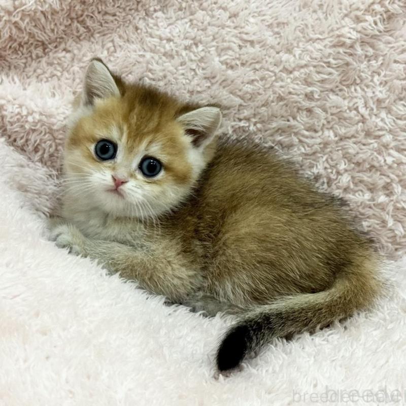 販売中の三重県のブリティッシュショートヘア-136357の3枚目