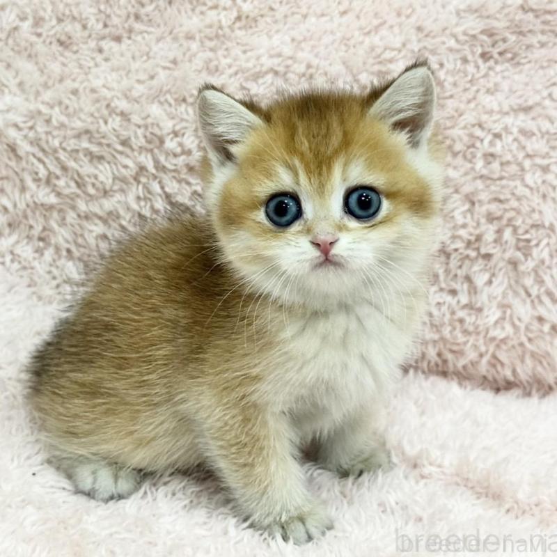 販売中の三重県のブリティッシュショートヘア-136357