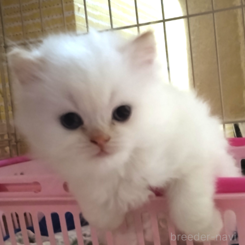 販売中の静岡県のヒマラヤン-136358