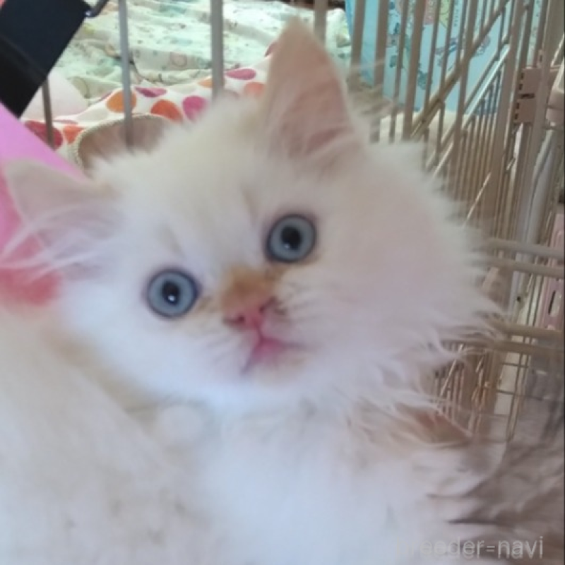 販売中の静岡県のヒマラヤン-136358の2枚目