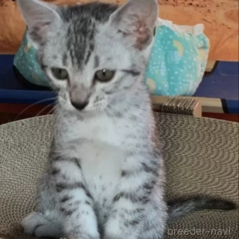 販売中の千葉県のエジプシャンマウ-136360の2枚目