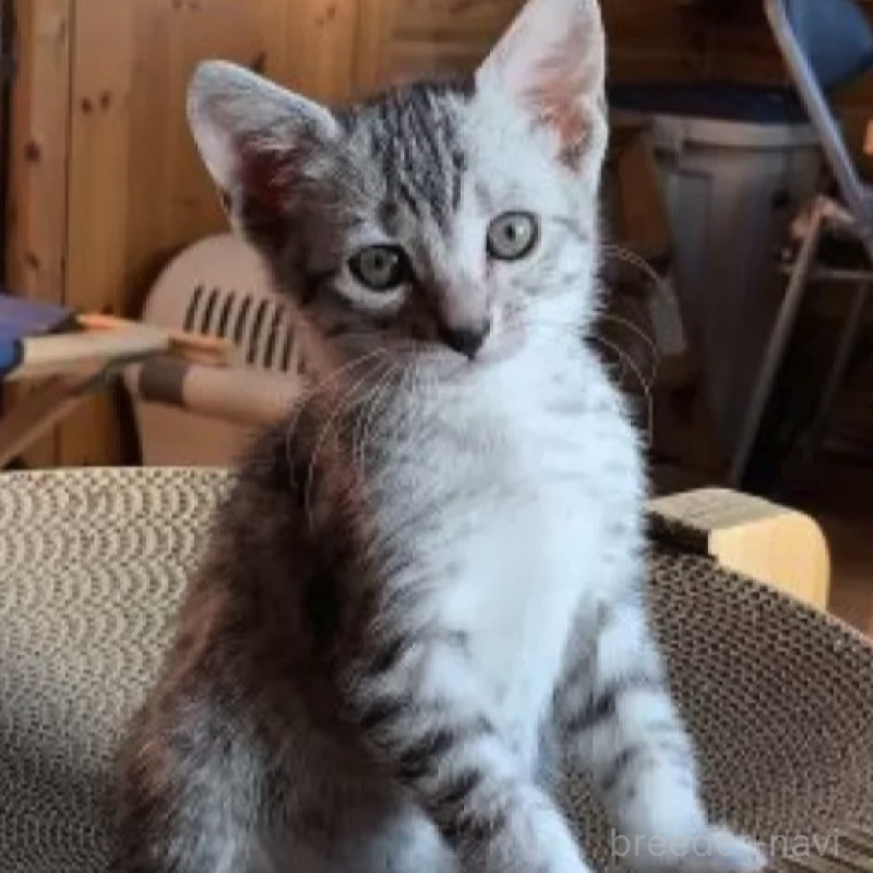 販売中の千葉県のエジプシャンマウ-136360