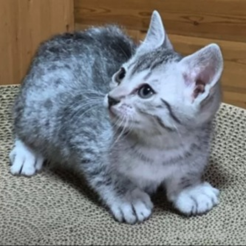 販売中の千葉県のエジプシャンマウ-136361の1枚目