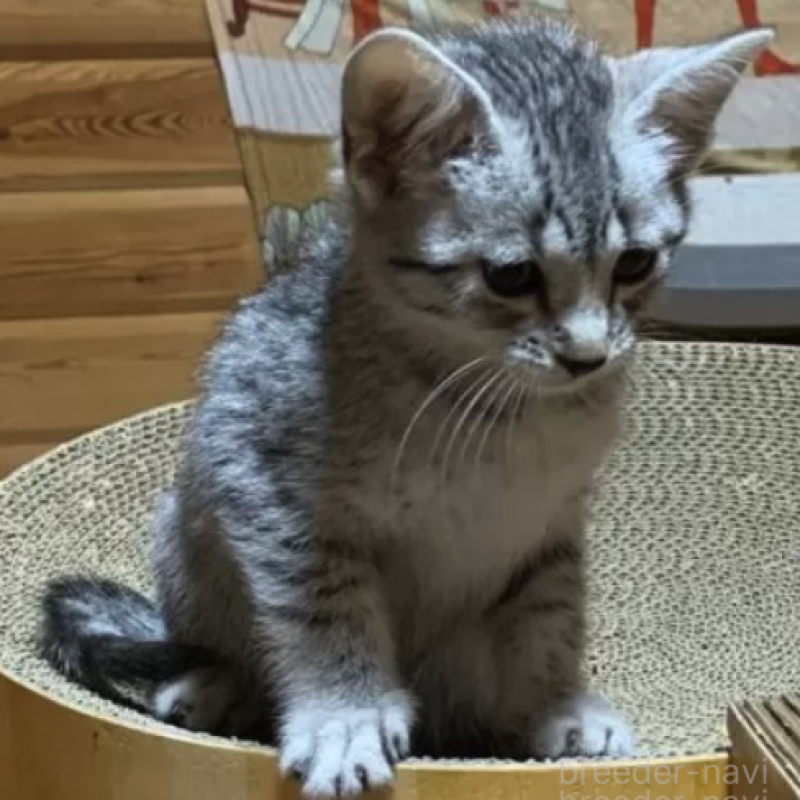 販売中の千葉県のエジプシャンマウ-136361の2枚目