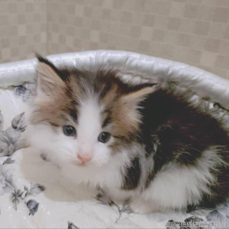 販売中の神奈川県のメインクーン-136362の7枚目