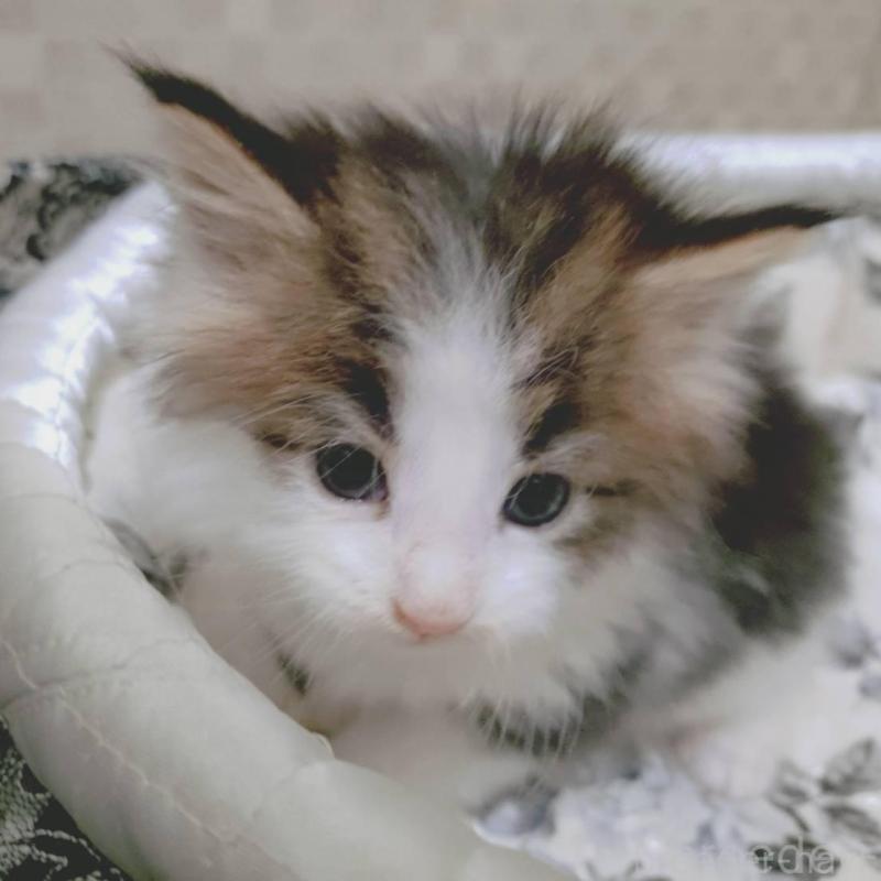 販売中の神奈川県のメインクーン-136362の6枚目