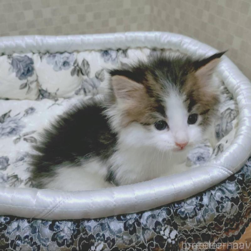 販売中の神奈川県のメインクーン-136362の5枚目