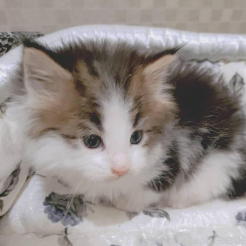 販売中の神奈川県のメインクーン-136362の4枚目