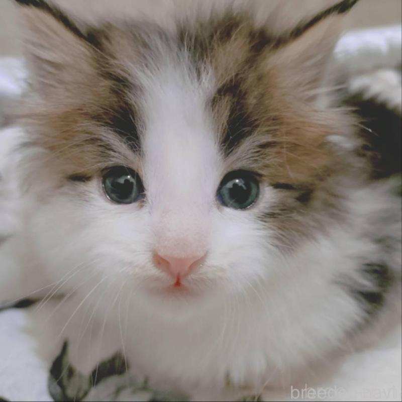 販売中の神奈川県のメインクーン-136362の1枚目