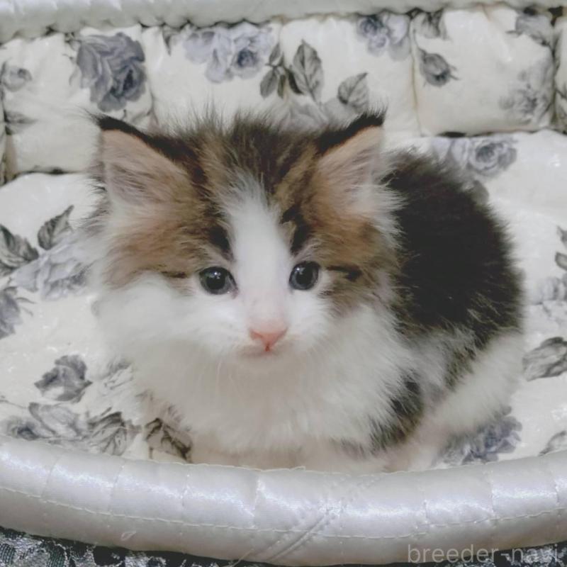 販売中の神奈川県のメインクーン-136362の3枚目