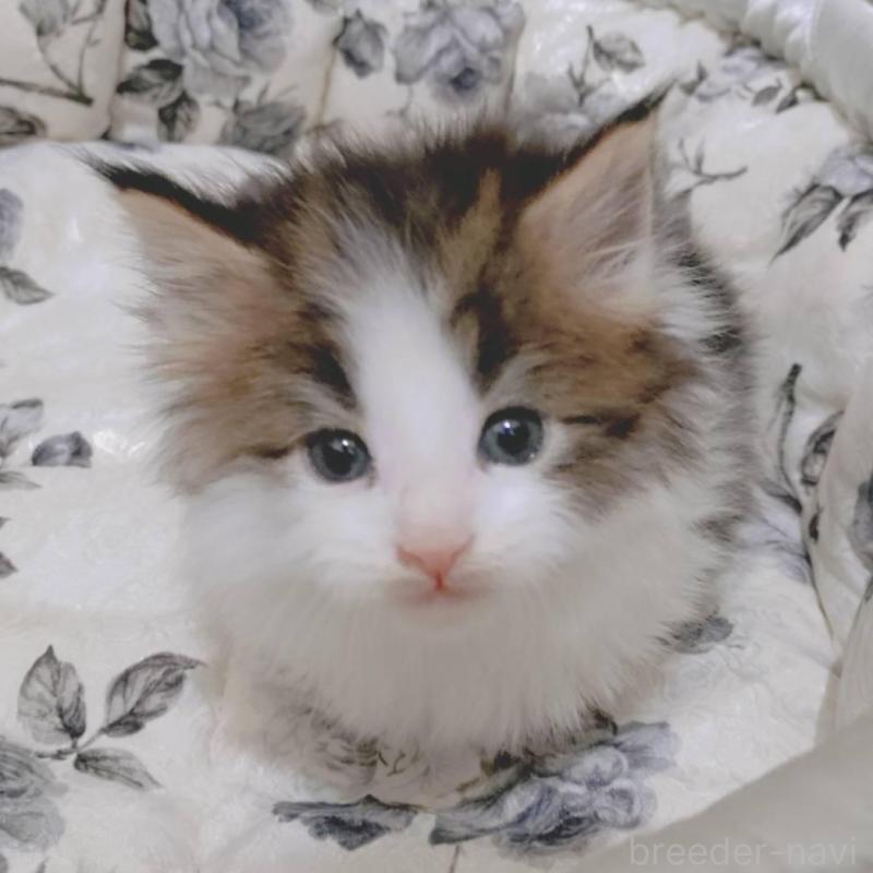 販売中の神奈川県のメインクーン-136362の2枚目