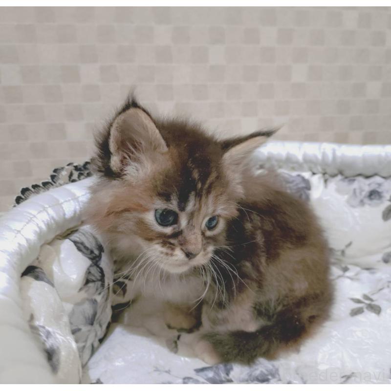 販売中の神奈川県のメインクーン-136363の6枚目